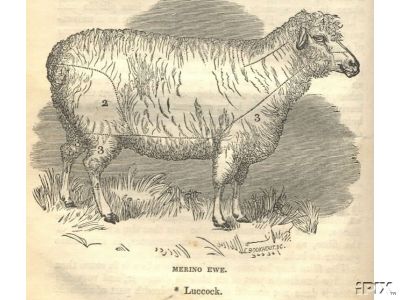 Merino Ewe Luccock