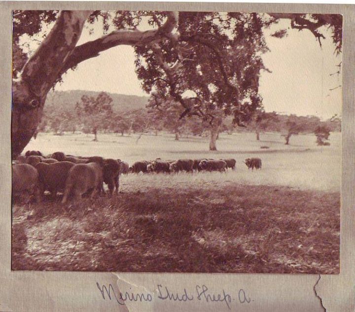 Merino Rams Sheep Australia 1920S