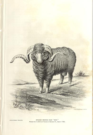 Merino Sheep20