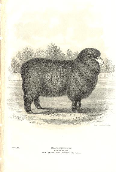 Merino Sheep21