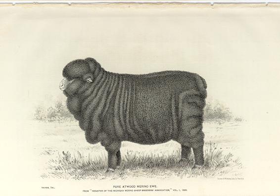 Merino Sheep22