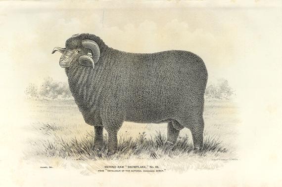 Merino Sheep23