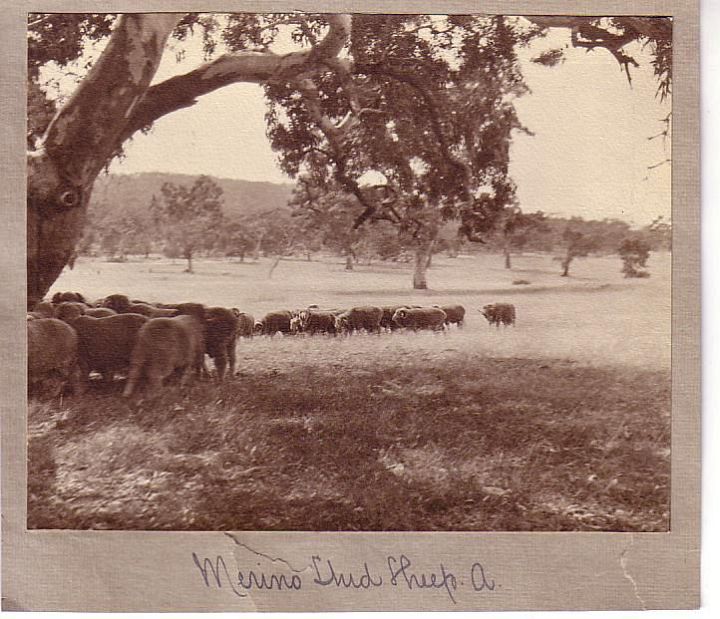 Merino Sheep in Australia