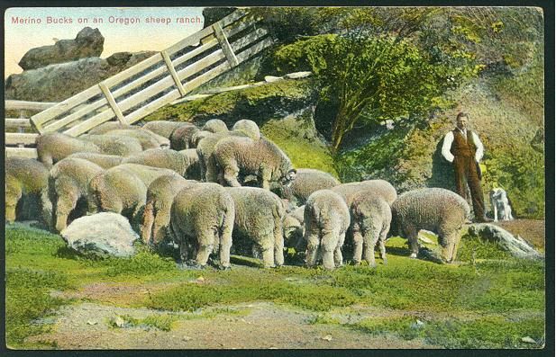 Merino Sheep in Or