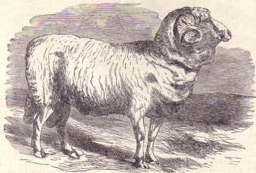 Merino Spanish Ram