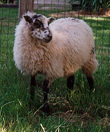 Mirkface Shetland Ewe