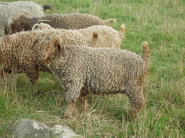 Mocca Angora Goat