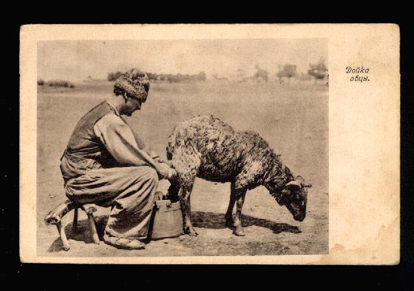 Moldova Bessarabia Milking Sheep