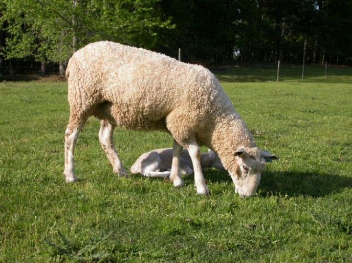 Mom and Lamb