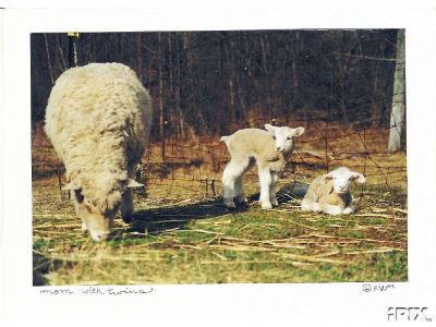 Mom Sheep with Twins