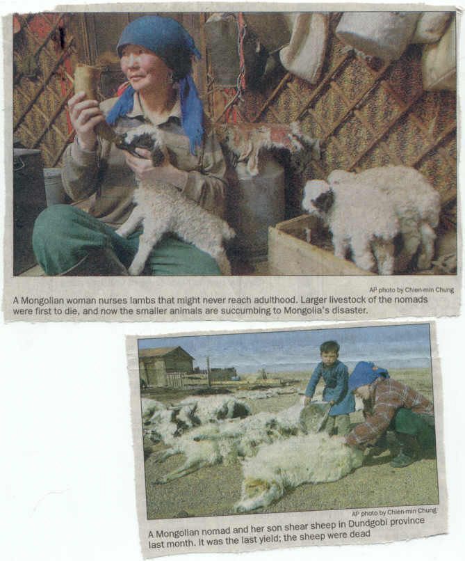 Mongolian Shepherd B