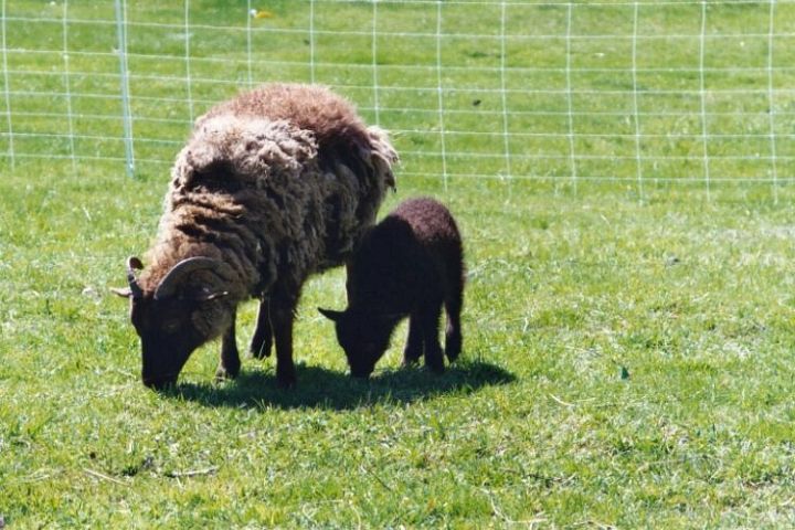 Moorit Icelandic Ewe with Lamb