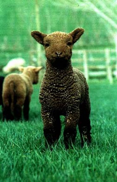 Moorit Lamb