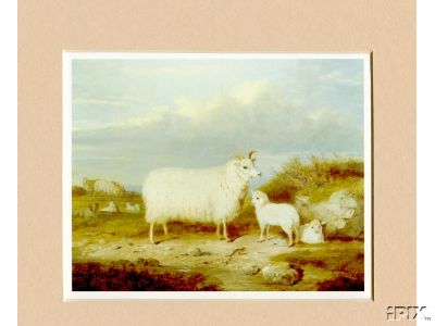 Moray Ewe and Her Lambs
