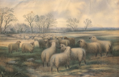 More Sheep
