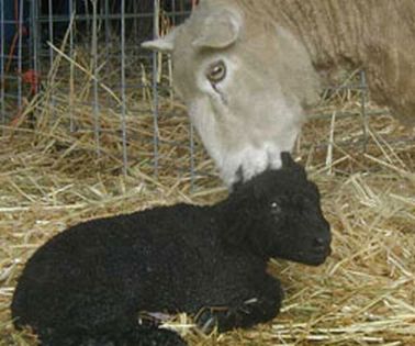 Mother Sheep and Child
