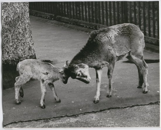 Mouflon Mountain Sheep London Zoo