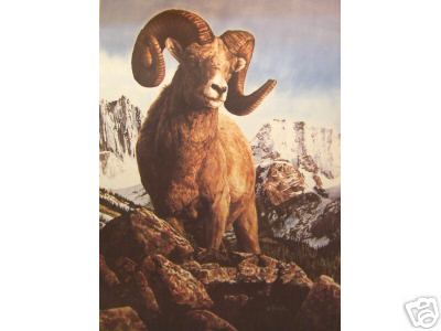 Mountain Bighorn Ram