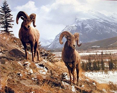 Mountain Sheep