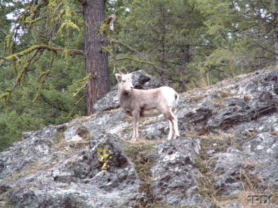 Mountain Sheep Ewe