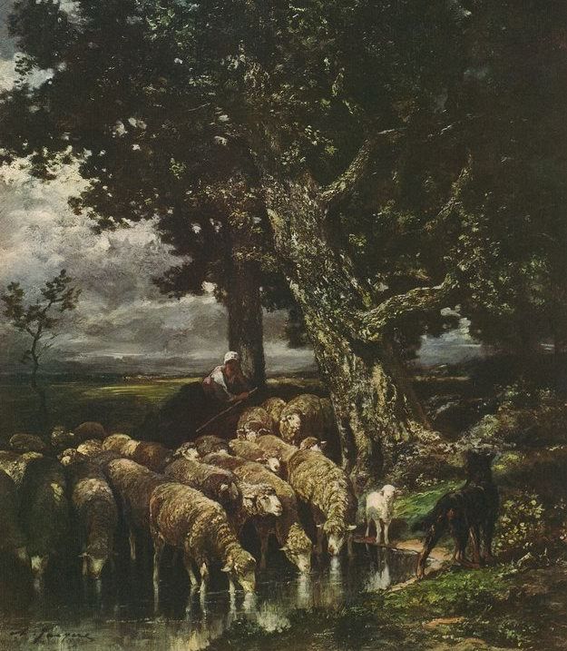 Moutons Alabreuvoir Sheep