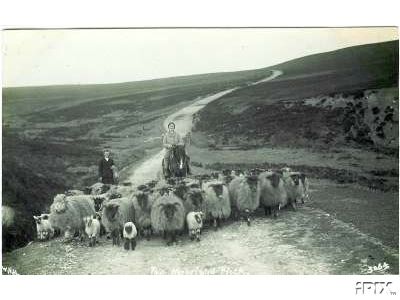 Moving the Flock in Spring