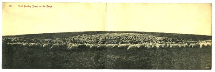 MT Sheep on the Range