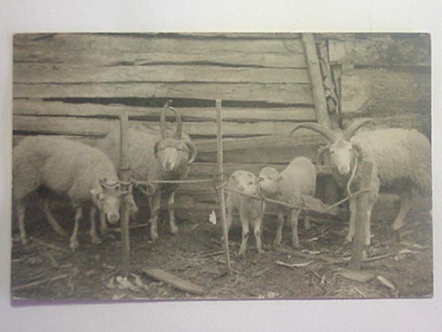 Multi Horn Sheep and Lambs