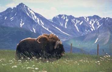 Musk Ox By Mountains