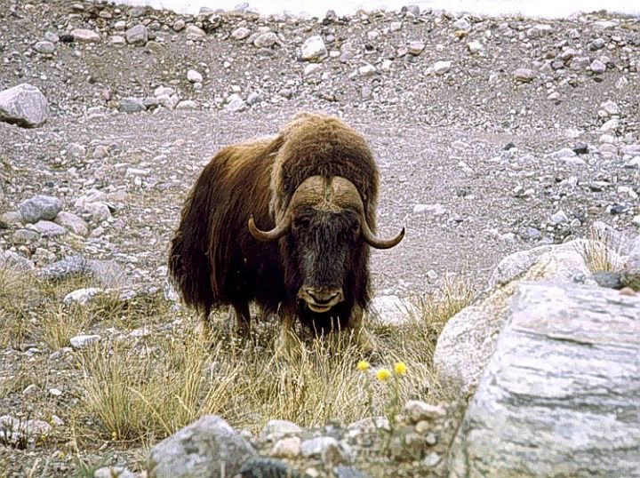 Musk Ox Named Willie