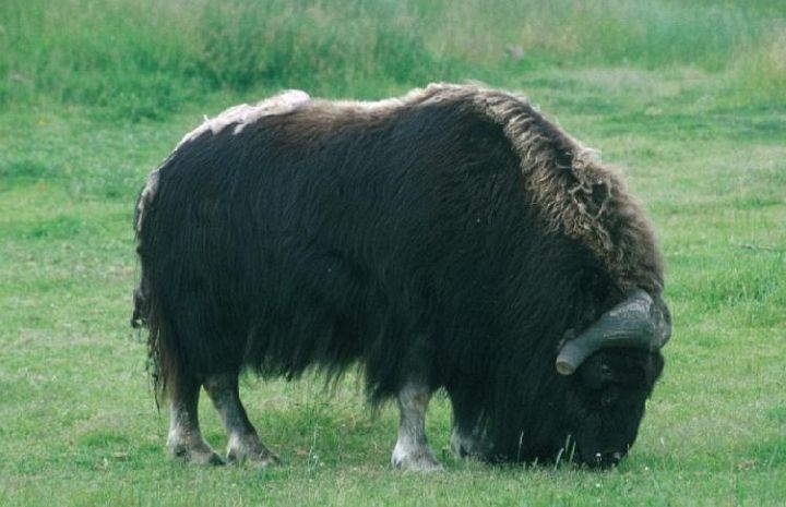 Musk Ox Profile