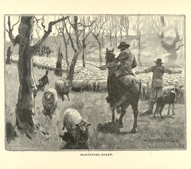 Mustering Sheep