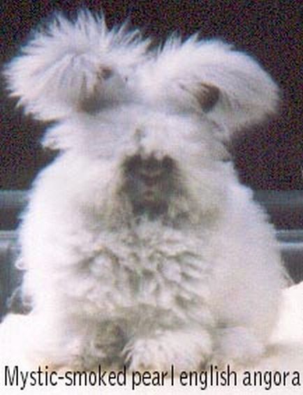 Mystic Pearl English Angora