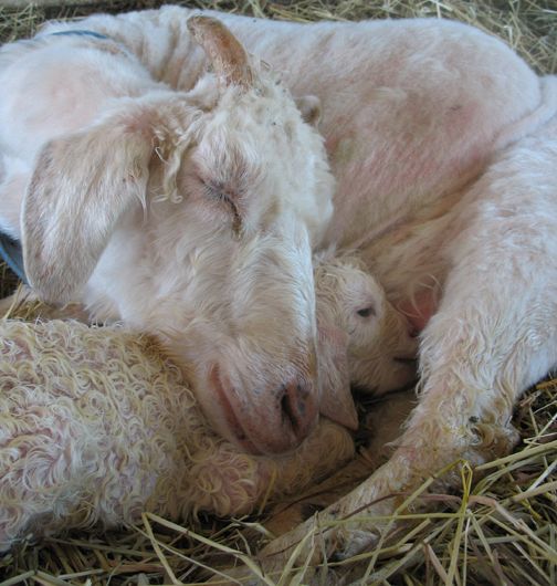 Nanny Goat with Kid