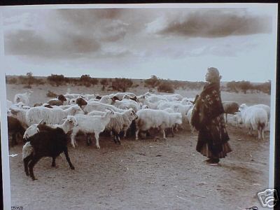 Navajo Flock with Shepherdess