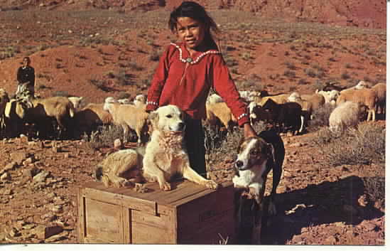 Navajo Girl with Dogs and Sheep