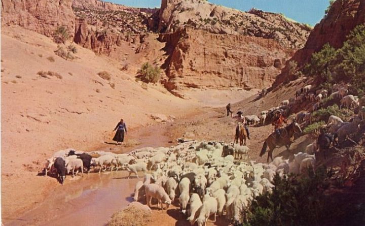 Navajo Indians Herding Sheep
