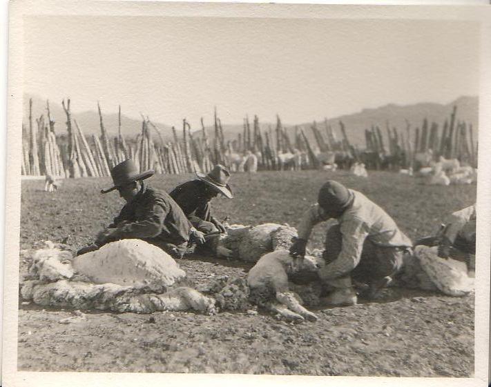 Navajo Shearers Shearing Sheep