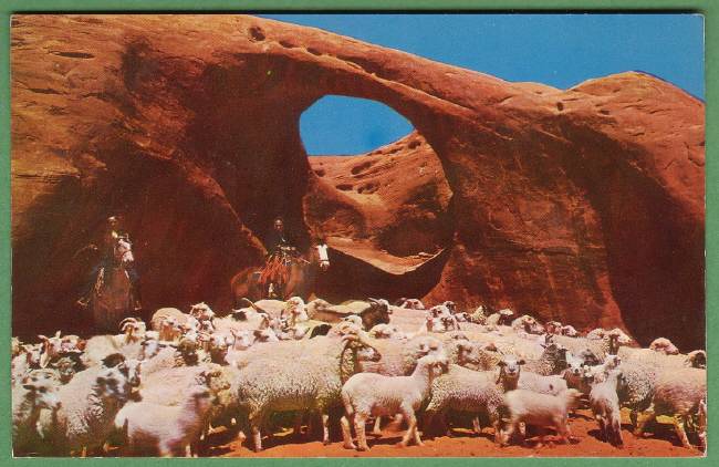 Navajo Sheep