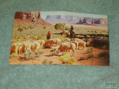 Navajo Sheep on the Reservation