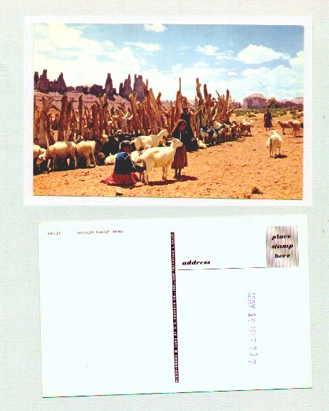 Navajo Women Milking Churro Sheep
