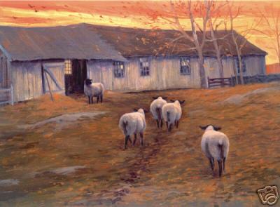 New England Sheep to the Barn