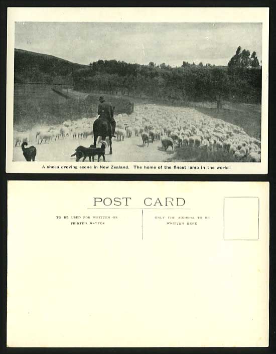 New Zealand Dogs and Shepherd Droving Sheep