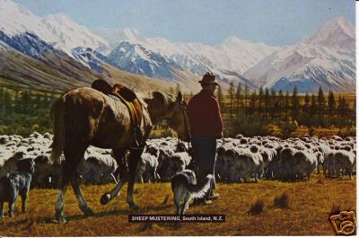 New Zealand Sheep Mustering Mt Cook South Island