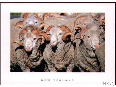 New Zeland Rams