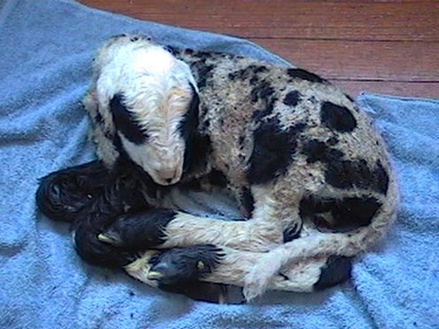 Newborn Jacob Lamb