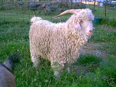 Nice Angora Goat