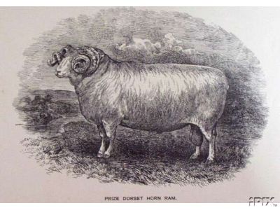 Nice Dorset Horn Ram