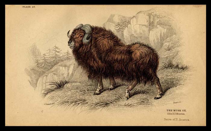 Nice Musk Ox