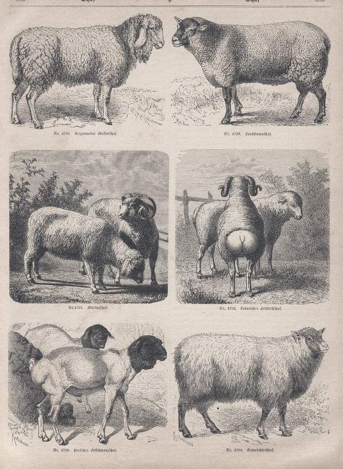 Nice Sheep Engraving